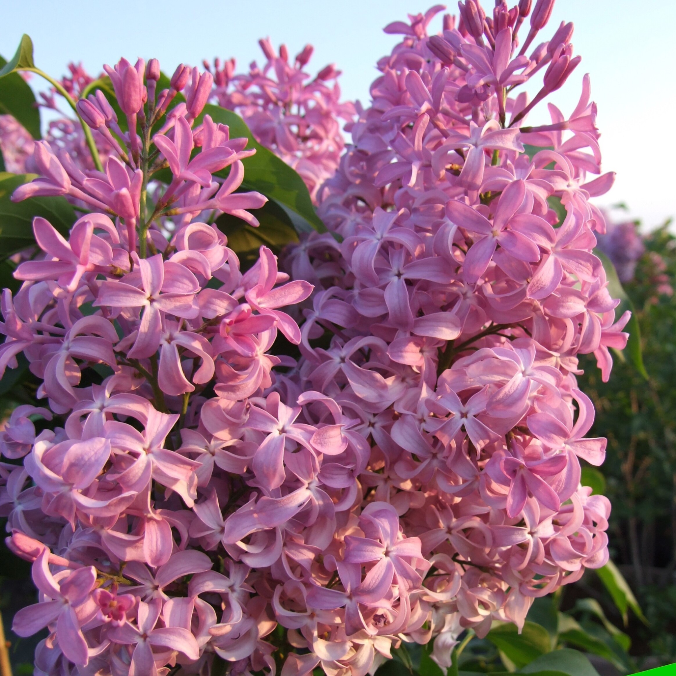 Сирень гиацинтовая Русский Гиацинт